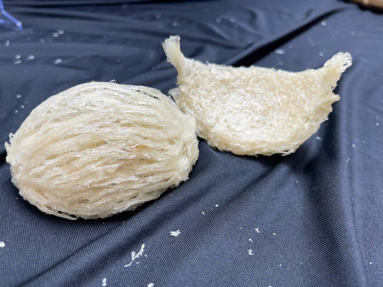 Yến rút lông đắp tổ